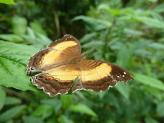 Junonia terea terea