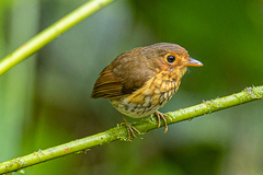 Grallaricula flavirostris