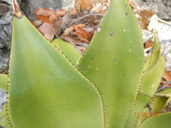 Agave mitis