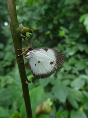 Larinopoda eurema
