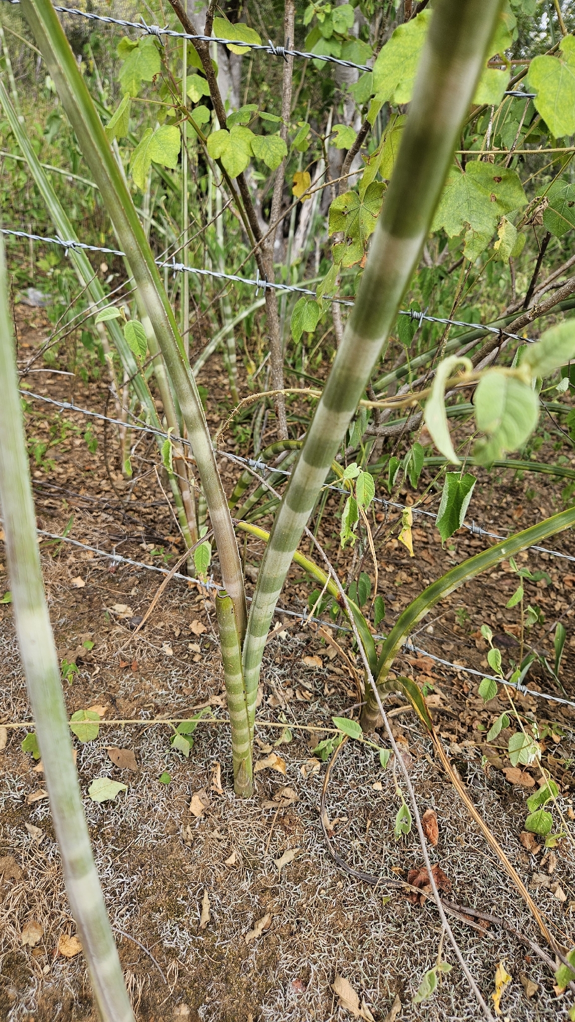 Neoglaziovia variegata