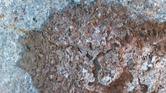 Montanelia disjuncta