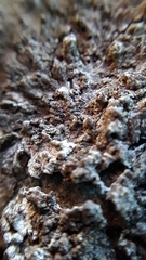 Montanelia disjuncta