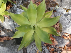 Agave mitis
