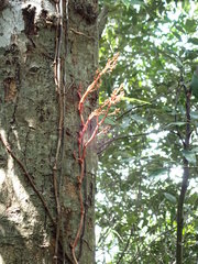 Erythrorchis altissima