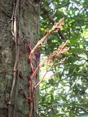 Erythrorchis altissima