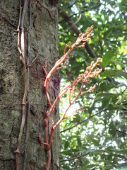 Erythrorchis altissima