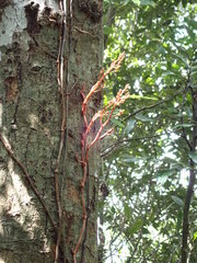 Erythrorchis altissima