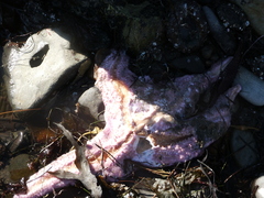 Pisaster brevispinus
