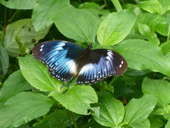 Hypolimnas salmacis salmacis