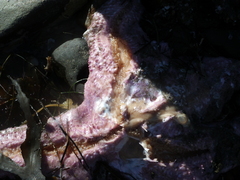 Pisaster brevispinus