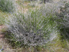 Bebbia juncea aspera