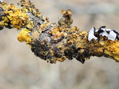 Xanthoriicola physciae