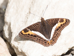 Adelpha fessonia