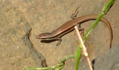 Chioninia delalandii