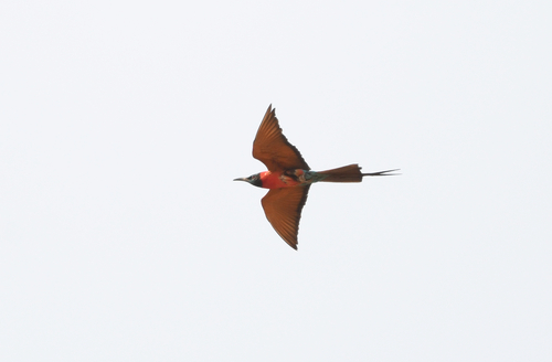 iNaturalist image