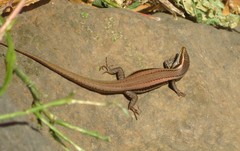 Chioninia delalandii