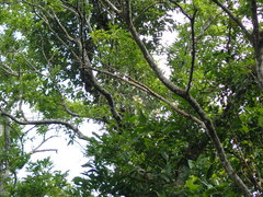 Anodendron benthamianum