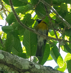 Caryothraustes poliogaster