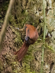 Margarornis squamiger