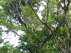 Anodendron benthamianum