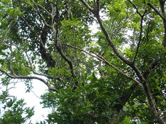 Anodendron benthamianum