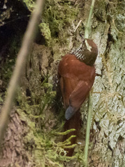 Margarornis squamiger