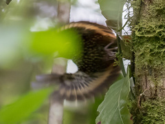 Margarornis squamiger
