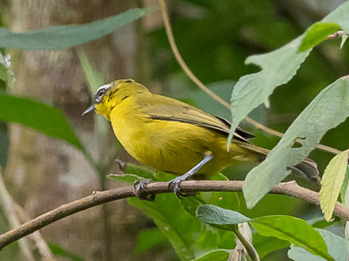 Superciliaried Hemispingus (Thlypopsis superciliaris), photo 8