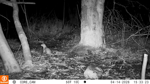 Long-tailed Weasel observed by biff2020