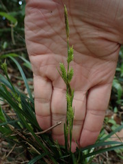 Carex sociata