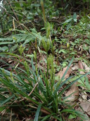 Carex sociata