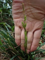Carex sociata