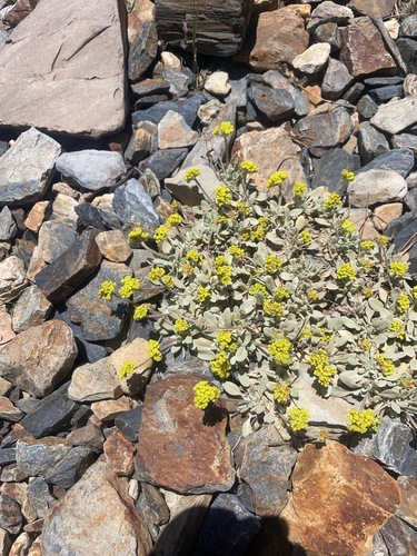 Eriogonum incanum, photograph 5