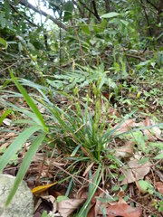 Carex sociata