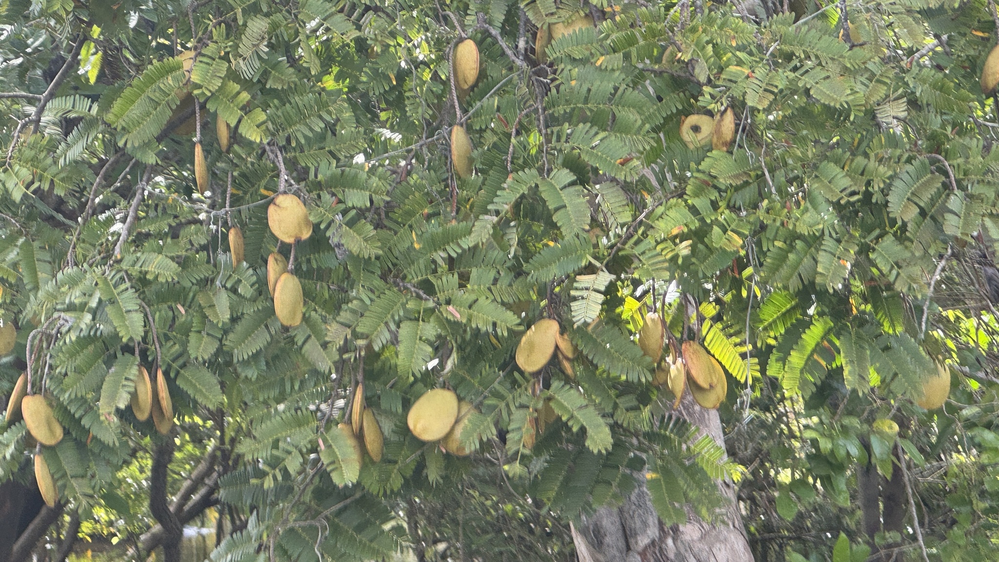 Macrolobium acaciifolium
