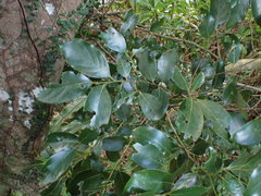 Cryptocarya concinna