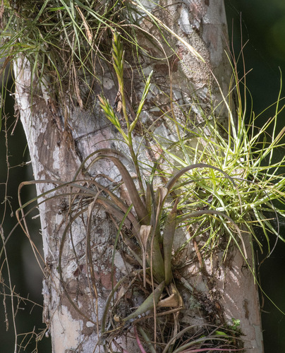 Tillandsia variabilis, photograph 6