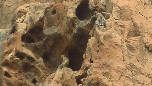 Green Monkey, Tarrafal, Cap-Vert, photo 7 of 10