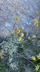 Eriogonum incanum, photograph (c) lucaswoj, some rights reserved (CC BY)