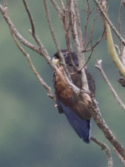 Pionus chalcopterus
