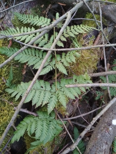 Smailialapis papartis