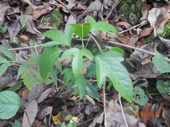 Dendropanax arboreus