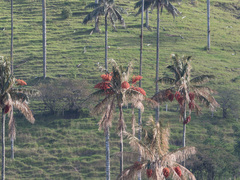 Ceroxylon quindiuense