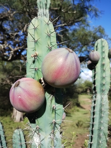 Cereus forbesii, photograph 1