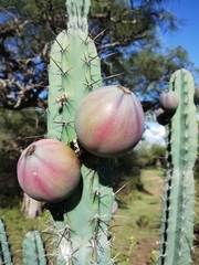 Cereus forbesii