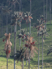 Ceroxylon quindiuense
