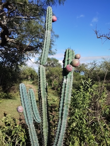 Cereus forbesii, photograph 2