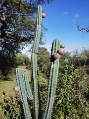 Cereus forbesii, photograph author not stated, no rights reserved
