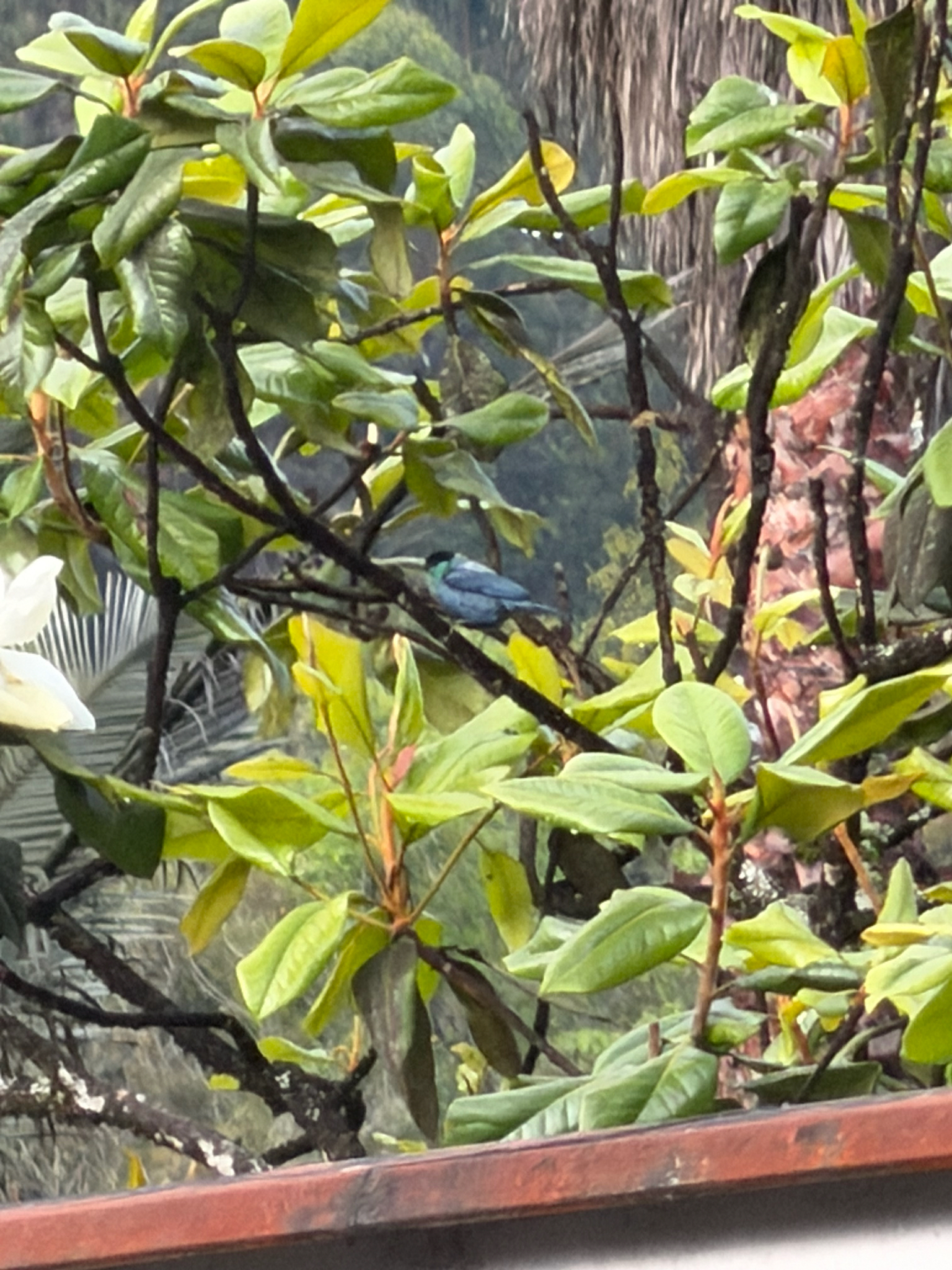 Black-capped Tanager (Stilpnia heinei), photo 7